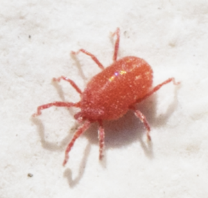 Miniatura